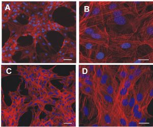 Fig. 2. The morphology of limbal stem cells (LSC) growing on a glass surface or on PA6/12 nanofibres.  The cells were cultured for 24 h on poly L-lysine-coated glass inserts in 24-well tissue culture plates or on nanofibres fixed in the inserts and were stained for F-actin with phalloidin (red filaments). The nuclei are blue (DAPI staining). (A) and (B) demonstrate LSC growing on the glass surface at two different magnifications, (C) and (D) show LSC growing on nanofibre scaffolds. Scale bars: A, C – 50 µm, B, D – 20 µm.