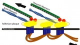 Fig. 1. Vimentin filaments regulate mechanosensing response of focal adhesion plaques by keeping actin filaments under tension.