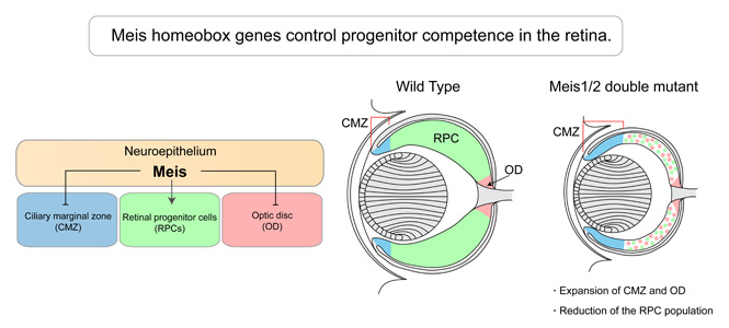 Geny homeoboxu Meis řídí schopnost progenitorů v sítnici