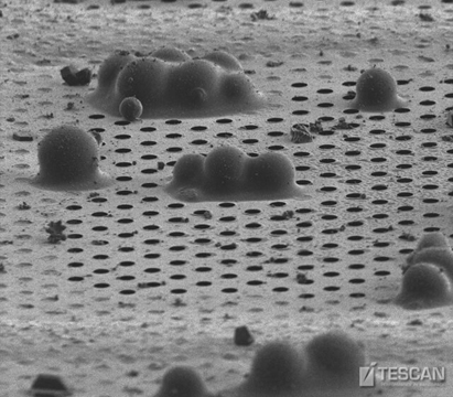 Yeast cells on the surface of the TEM grid using cryo-electron microscopy