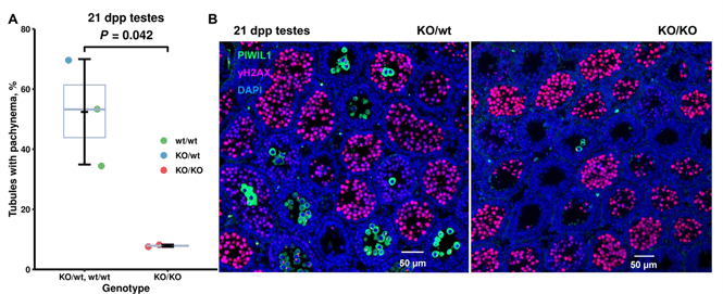 Opožděný vývoj spermií potkanů s inaktivovaným genem Prdm9 ve srovnání s kontrolami. A, B: Imunohistochemie 21-denních varlat. U každého zvířete (znázorněného v grafu jako jeden bod) bylo hodnoceno 154 až 368 kanálků na přítomnost buněk s exprimovaným proteinem PIWIL1. A, Graf (autor: T. Kobets). B, Reprezentativní fotografie (vlevo je kontrola, vpravo samec s inaktivovanym Prdm9; foto: O. Mihola).