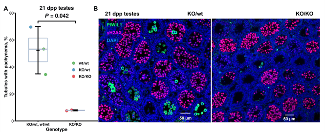 Delayed sperm development in Prdm9-deficient rats compared to controls. A, B: Immunohistochemistry of 21-days-old testes. Tubules were scored for the presence of cells expressing the PIWIL1 protein (154 to 368 tubules per animal, each animal depicted as a single dot in the plot). A, Plot (author: T. Kobets). B, Representative images: left, control; right, Prdm9-deficient male; photo: O. Mihola).