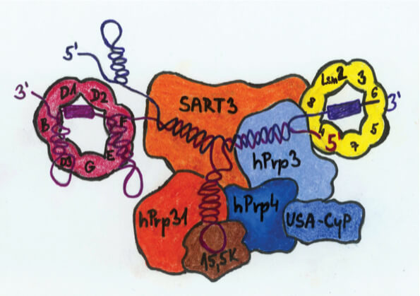 Schéma jedné z částic zvané U4/U6 snRNP, z nichž se skládá sestřihový komplex – spliceosom.