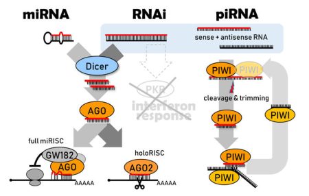 Schéma drah tří malých savčích RNA studovaných v laboratoři