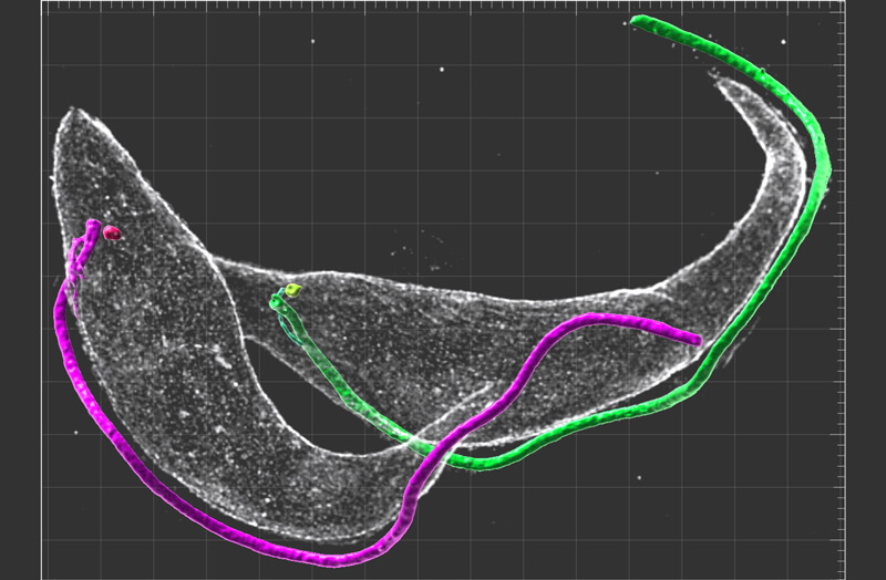 Mikrotubulární cytoskelet buňky prvoka Trypanosoma brucei.