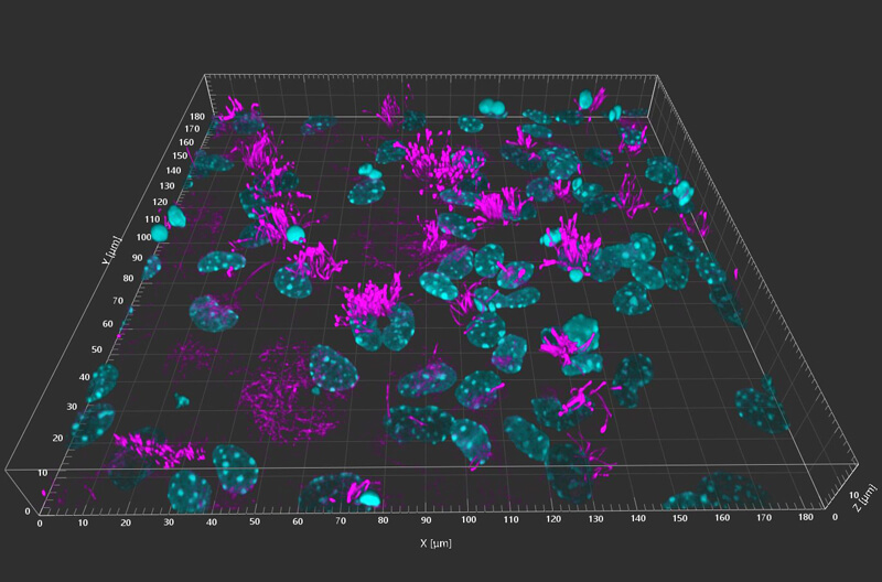 Cell culture of mouse multiciliated ependymal cells.