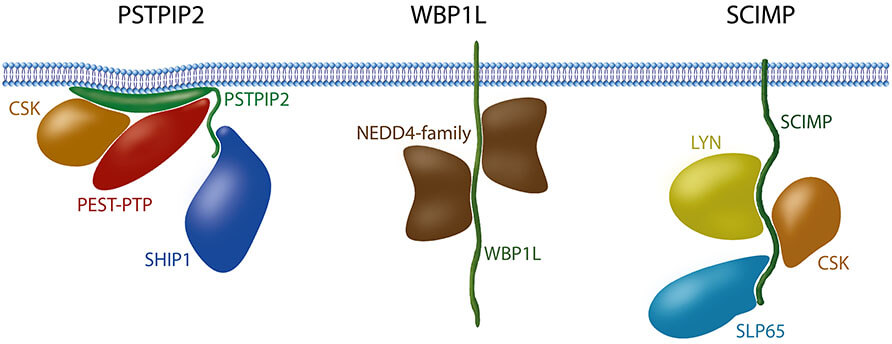Examples of molecular signalling complexes organized by leukocyte membrane adaptors PSTPIP2, WBP1L, and SCIMP at cellular membranes.