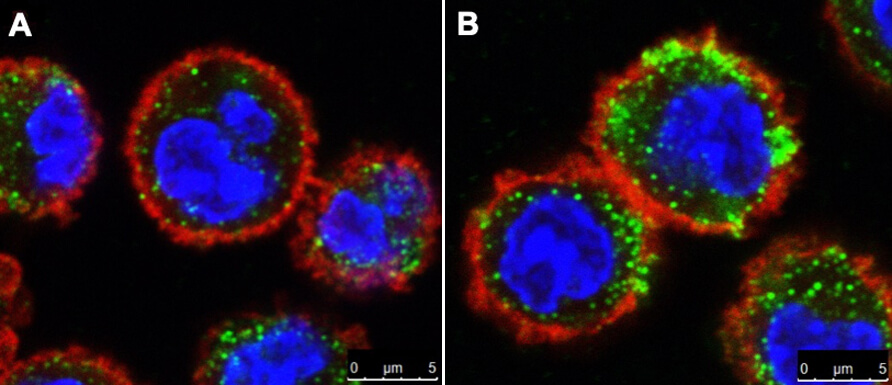 Confocal microscopy images of IgE-sensitized bone marrow-derived mast cells