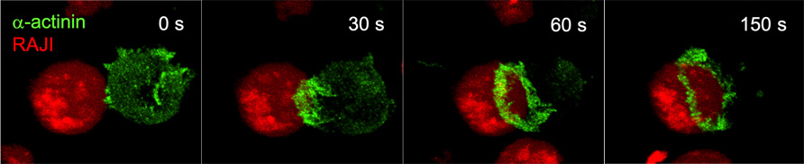 Kinetika tvorby imunologické synapse mezi B-buňkou RAJI (červená) a T-buňkou Jurkat exprimující cytoskeletální složku -aktinin-1 (zelená). Mikroskopie byla provedena pomocí konfokálního mikroskopu Andor Dragonfly Spinning Disc.