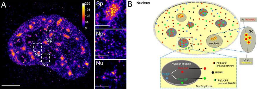 Vlevo: Fluorescenční zobrazení jaderného fosfatidylinositol-4,5-bisfosfátu v super-rozlišení. Vpravo: Podrobná mapa subjaderné lokalizace PI(4,5)P2, PI(3,4)P2 a PI(4)P uvnitř jaderných skvrn, v blízkosti RNAPII v nukleoplazmě a uvnitř jadérka.