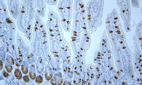 Střevní sekreční buňky (hnědé), buněčná jádra kontrastovaná hematoxylinem (modrofialová)