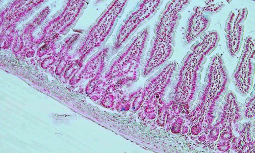 Nuclear Fast Red staining of the mouse intestine