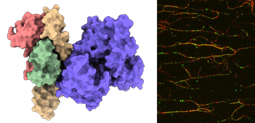 Vlevo: CryoEM struktura hMICAL1 Vpravo: Vazba hMICAL1 (zeleně) na F-aktin (červeně)