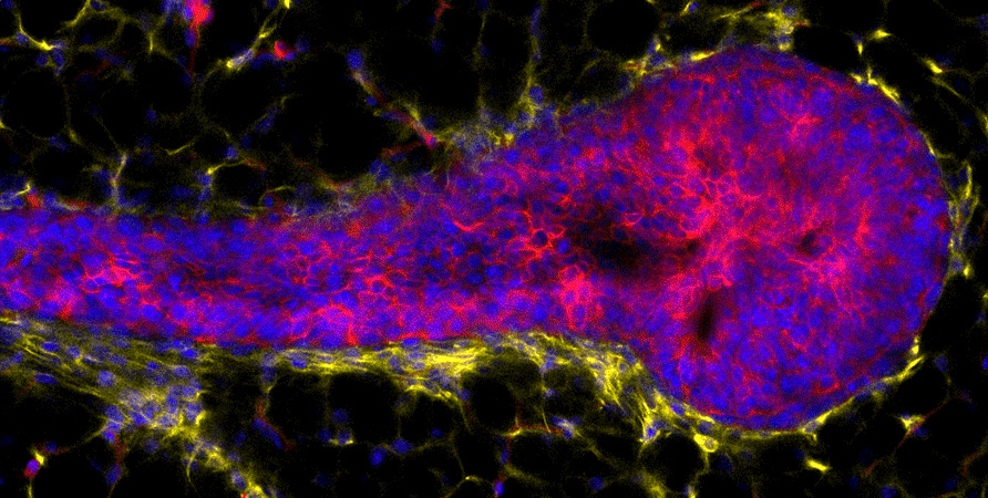 Microenvironment of the mammary epithelium.