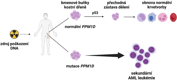 mutace PPM1D 