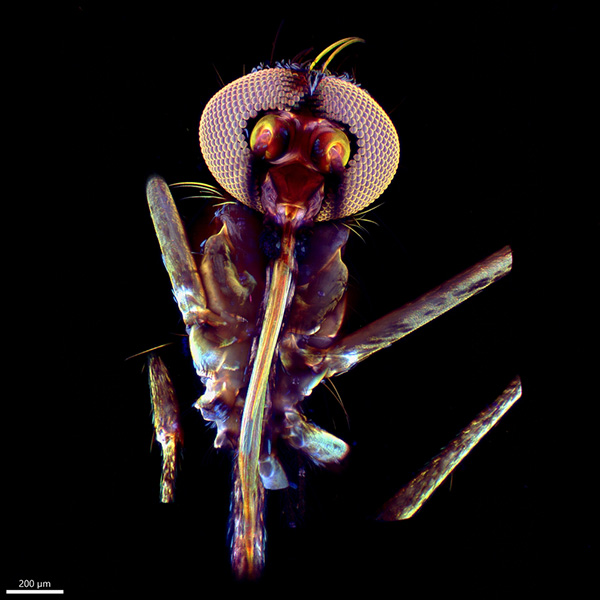 "Sleduji tě" – Jiří Černý, "Věda fotogenická" (Photogenic Science) 2023 | Mosquito captured on a Zeiss Lightsheet Z.1 fluorescence microscope.