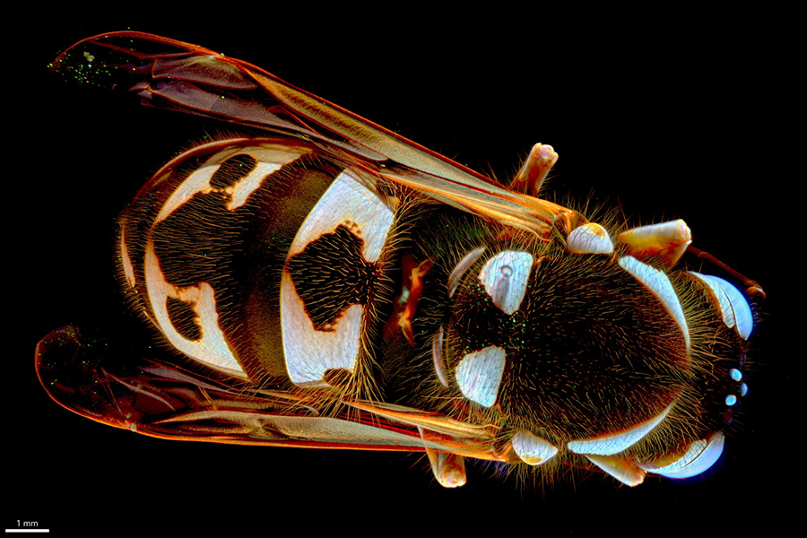 "Chlupáč" – Jiří Černý, "Věda fotogenická" (Photogenic Science) 2023 | Queen wasp captured on a Zeiss Lightsheet Z.1 fluorescence microscope.