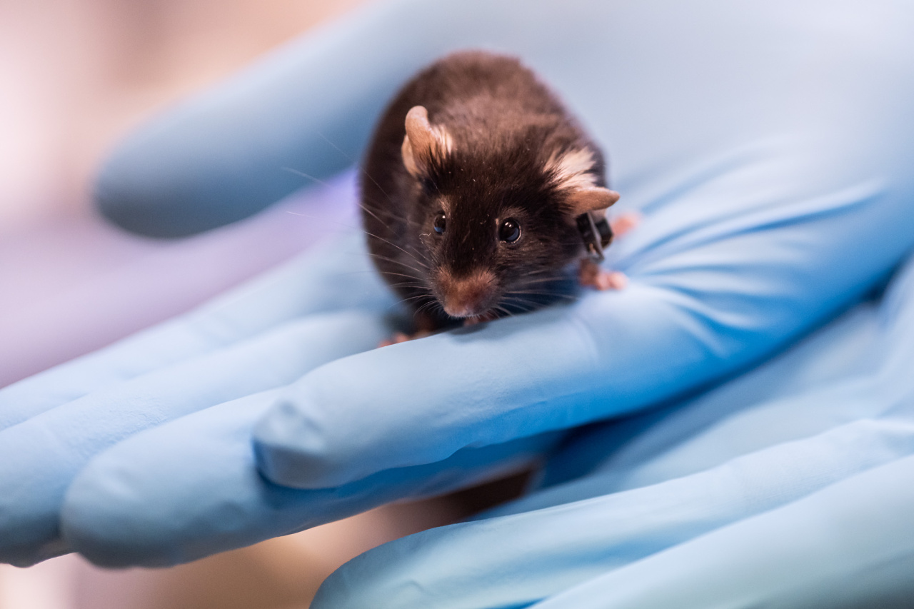 Výzkum mikrobiální imunologie probíhá především na laboratorních myších. Foto: Petr Jan Juračka