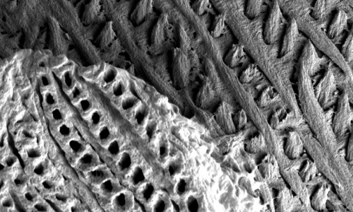 Mikrostruktura skloviny myšího hlodáku z rastrovacího elektronového mikroskopu.