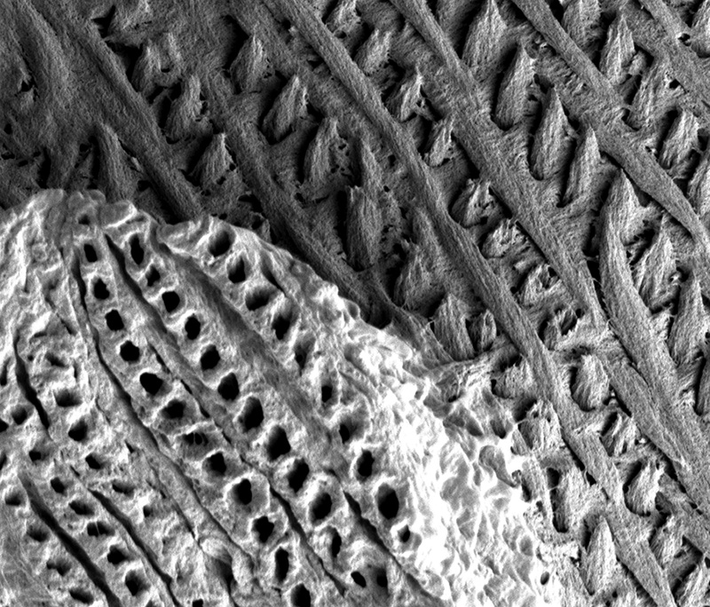 Microstructure of mouse rodent enamel from a rasterizing electron microscope. 