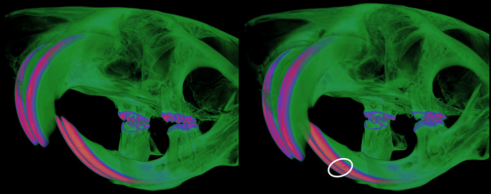 Rekonstrukce myších lebek z počítačové tomografie v pseudobarvách.