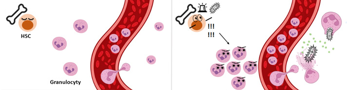 Fungování kmenových buněk (HSC) za normálních podmínek a v případě infekce.