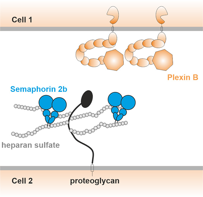 Proposed mechanism by which semaphorins (blue) bind to sugars (white spheres) on the cell surface and are thus presented to plexin receptors (orange) on surrounding axons. Source: PNAS