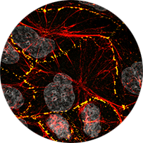 IMG - LABORATOŘ INTEGRATIVNÍ BIOLOGIE