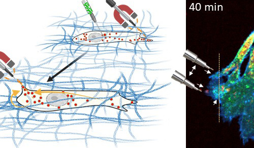Schéma strategie aktivní magnetické manipulace v trojrozměrném prostředí simulujícím přirozené podmínky v těle. Příklad názorného mikroskopického obrázku (napravo; nanočástice zeleně, Rab25 váčky červeně, F-actin modře). Zdroj: Jakub Gemperle, Ústav molekulární genetiky AV ČR, v. v. i.