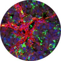 IMG - Laboratoř integrativní biologie